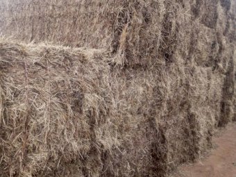 75mt Vetch Hay 600kg 8x4x3 Bales (New Season 22/23)