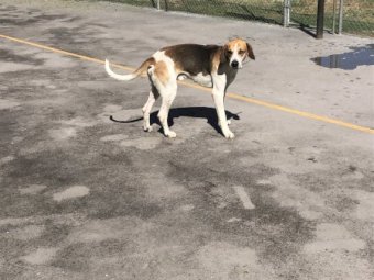 Fox Hound Male