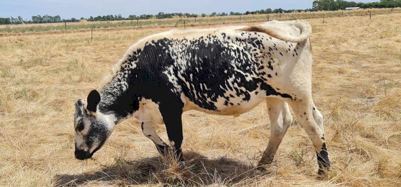 Specklepark X Fresian Steer & Heifer