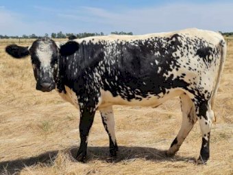 Specklepark X Fresian Steer & Heifer