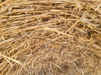 38 x Round Bales 2021 Oaten Hay