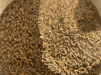 60mt Yarran Feed Oats