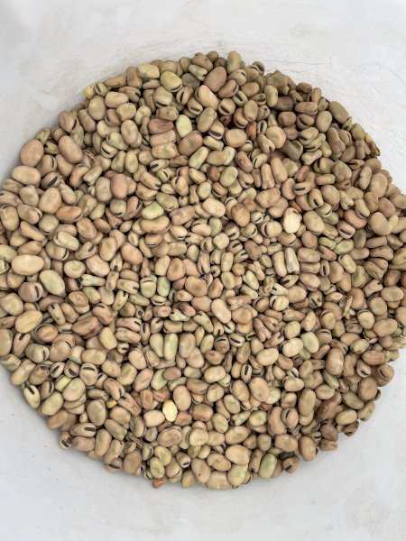 50mt Faba Beans