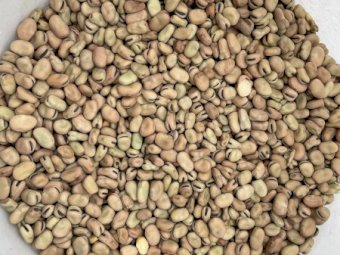 50mt Faba Beans