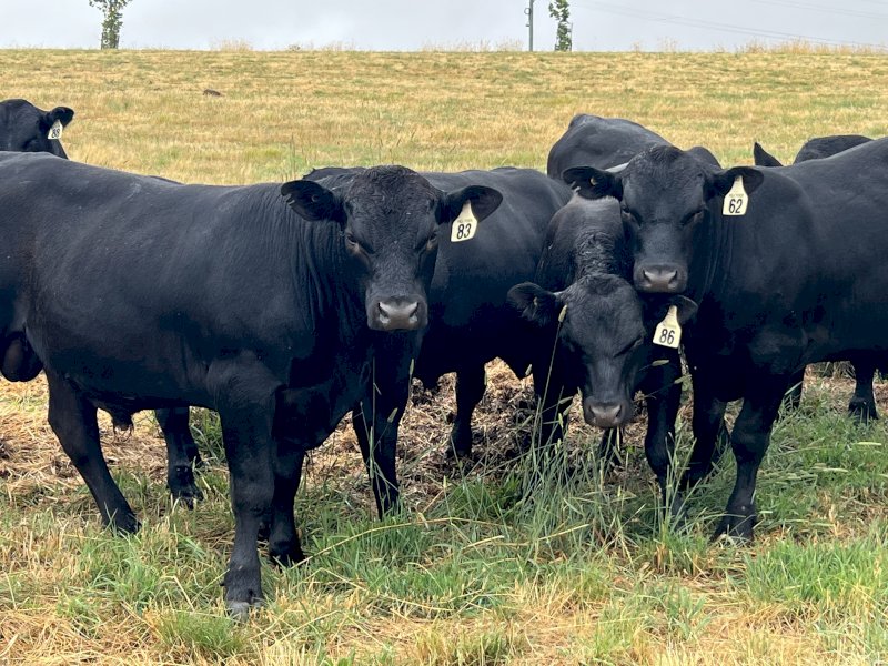 Angus Bulls x 6