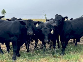 Angus Bulls x 6