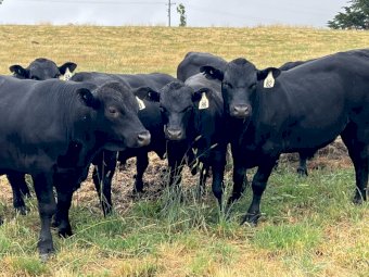 Angus Bulls x 6