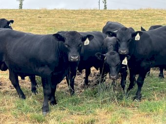 Angus Bulls x 6