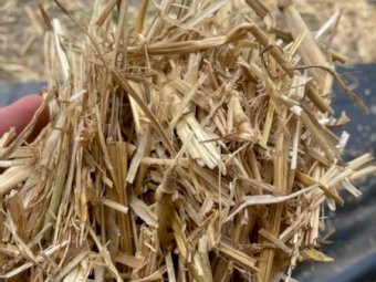 2000 mt Wheaten  Straw shedded