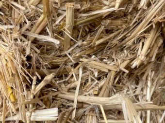 2000 mt Wheaten  Straw shedded