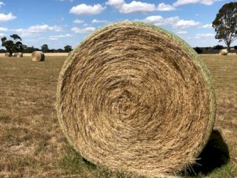 100 Bales of Ryegrass Hay