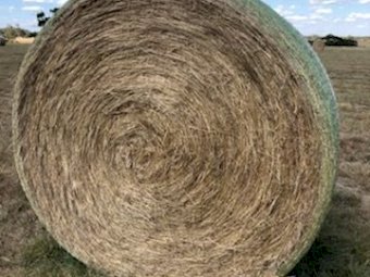 100 Bales of Ryegrass Hay