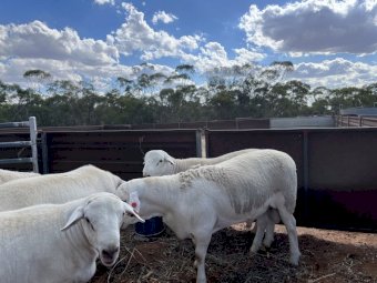 Australian White Rams