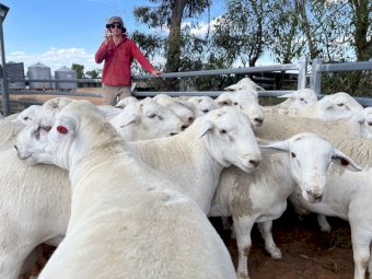 Australian White Rams