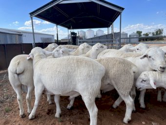 Australian White Rams