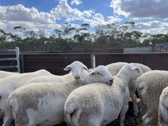 Australian White Rams