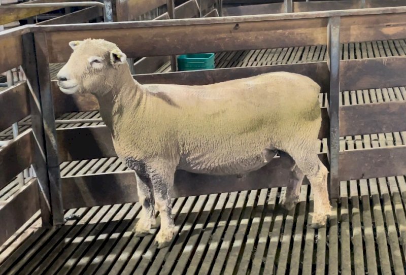 Athlone Southdown Flock Rams x 10