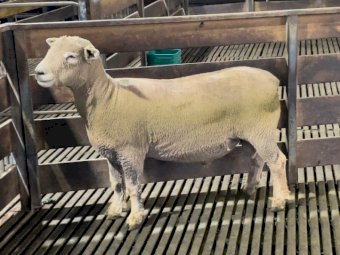 Athlone Southdown Flock Rams x 10