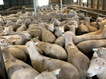 Athlone Southdown Flock Rams x 10