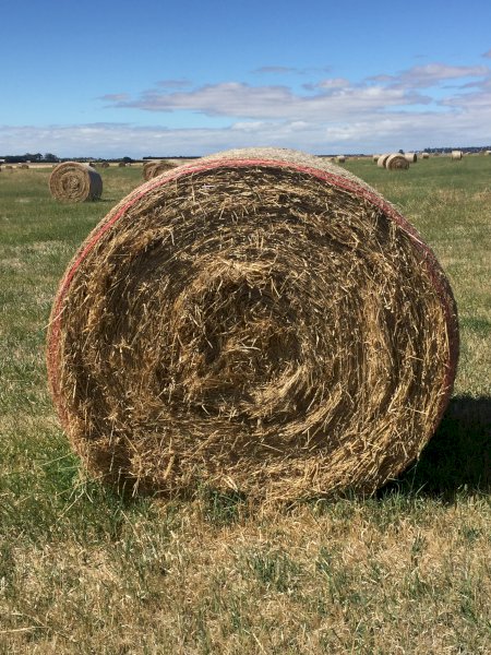 800 Bales of  Pasture Hay