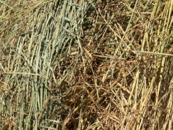 800 Bales of  Pasture Hay