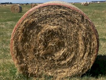 800 Bales of  Pasture Hay