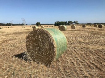 150 x Oaten Hay 5x4 Rolls (New Season 22/23)