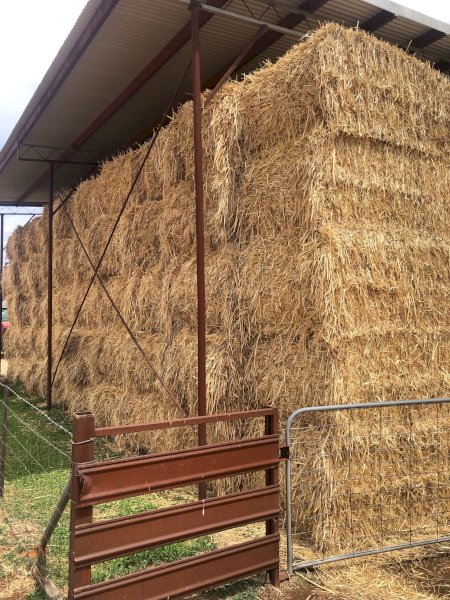 100 m/t Wheaten Hay New Season