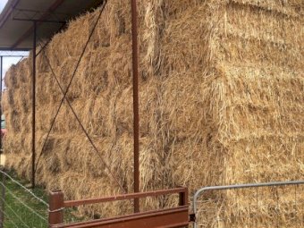 100 m/t Wheaten Hay New Season