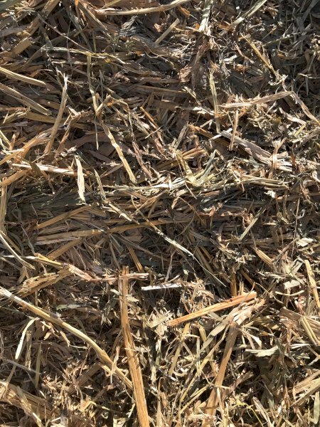 60 m/t Sudax Sorghum Hay