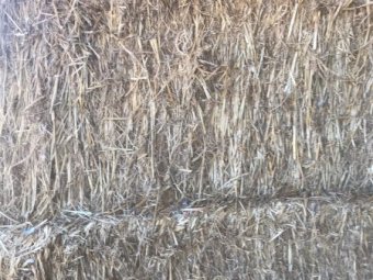 60 m/t Sudax Sorghum Hay