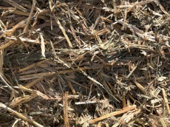 60 m/t Sudax Sorghum Hay