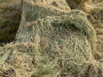 170mt Phalaris Pasture Hay 615kg 8x4x3 Bales (New Season 22/23)