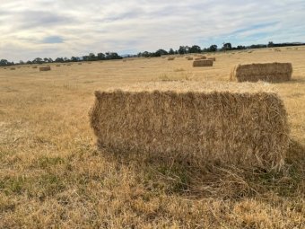 170mt Phalaris Pasture Hay 615kg 8x4x3 Bales (New Season 22/23)