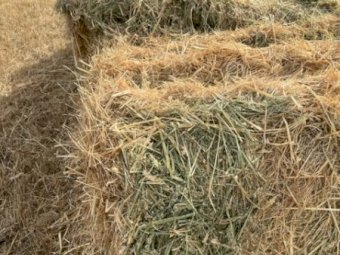 170mt Phalaris Pasture Hay 615kg 8x4x3 Bales (New Season 22/23)