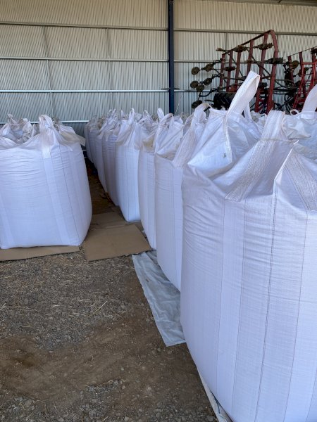 11mt Yallara Dual Purpose Oat Seed