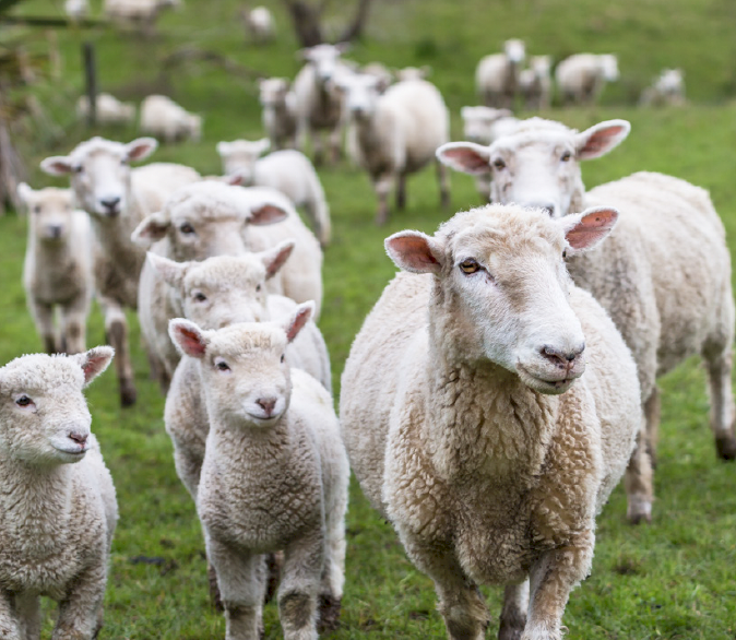 TPM Flock Boost Lambing - 25kg bag