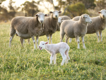 TPM Flock Boost Lambing - 25kg bag