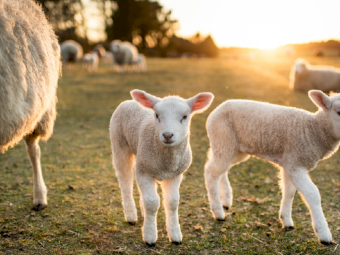 TPM Flock Boost Lambing - 25kg bag