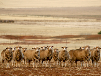 TPM Flock Boost Dry Feed - 25kg Bag