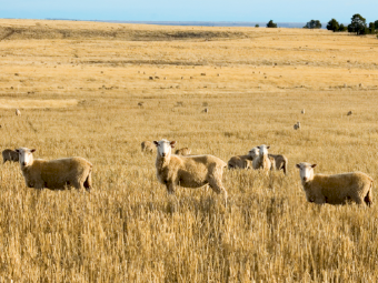 TPM Flock Boost Dry Feed - 25kg Bag