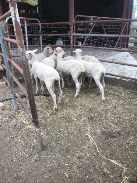 White Suffolk Cross Lambs