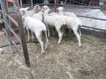 White Suffolk Cross Lambs