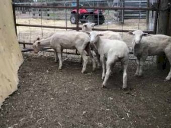 White Suffolk Cross Lambs