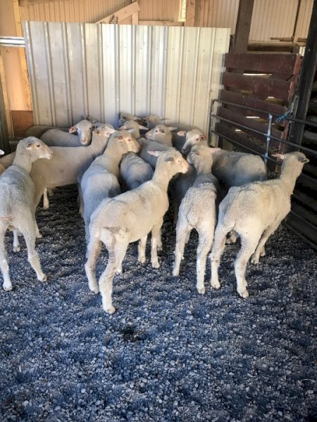 White Suffolk Cross Ewes