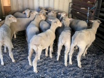White Suffolk Cross Ewes