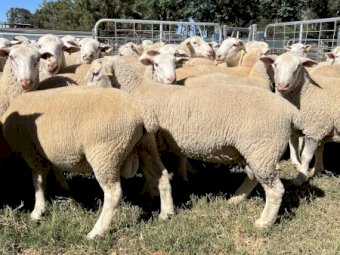 White Suffolk Rams, Sept / Oct 21 Drop.