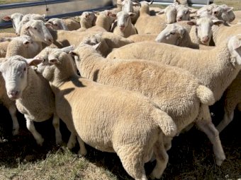 White Suffolk Rams, Sept / Oct 21 Drop.