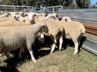 White Suffolk Rams, Sept / Oct 21 Drop.