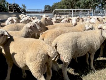 White Suffolk Rams, Sept / Oct 21 Drop.